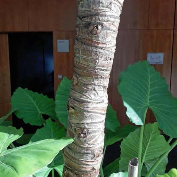 Colocasia esculenta Bark