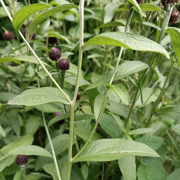 Centaurea nigra Blatt