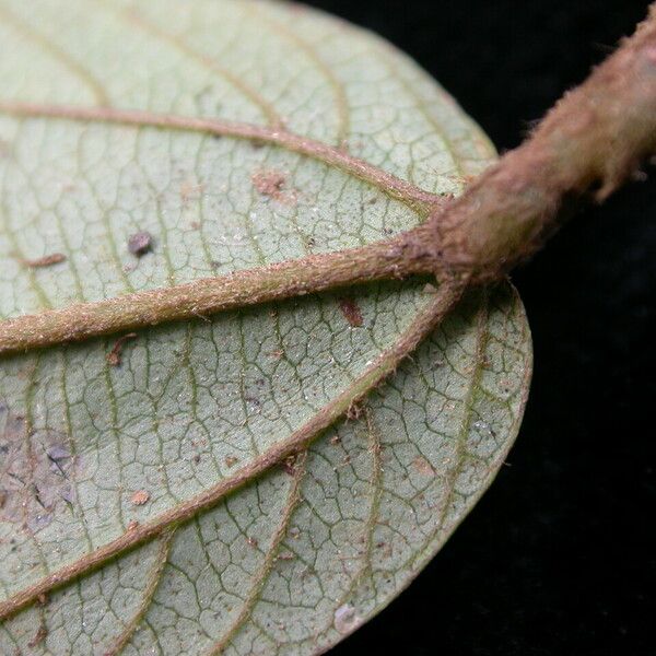 Flemingia strobilifera Leaf