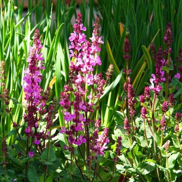 Salvia pratensis عادت داشتن