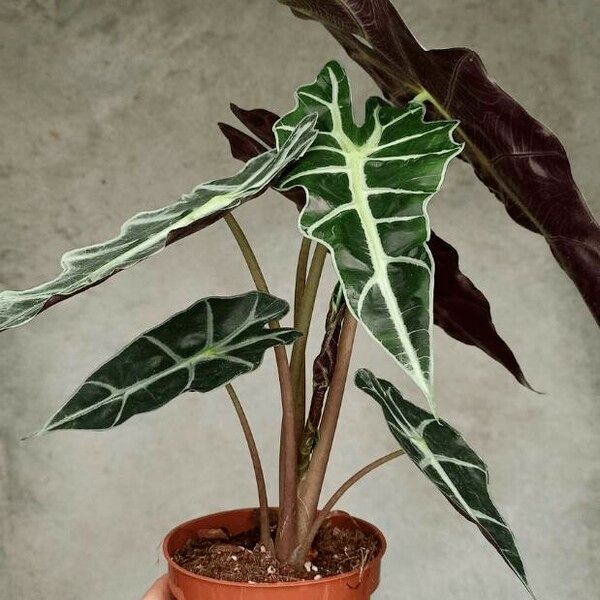 Alocasia sanderiana Φύλλο