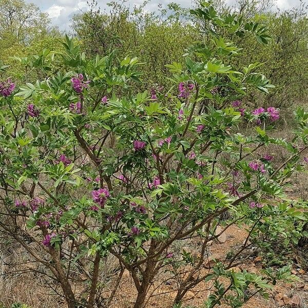 Mundulea sericea Elinympäristö