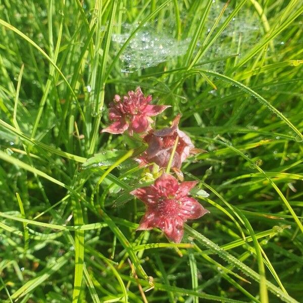 Comarum palustre Fleur