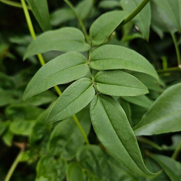 Jasminum polyanthum Листок