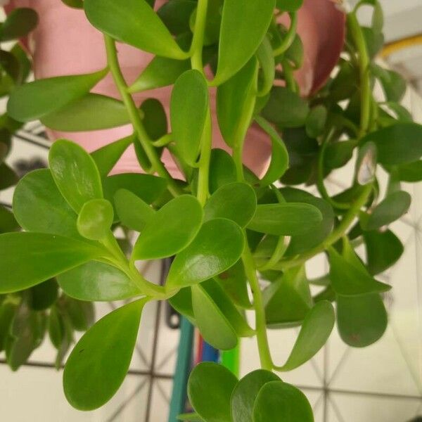 Kleinia petraea Leaf