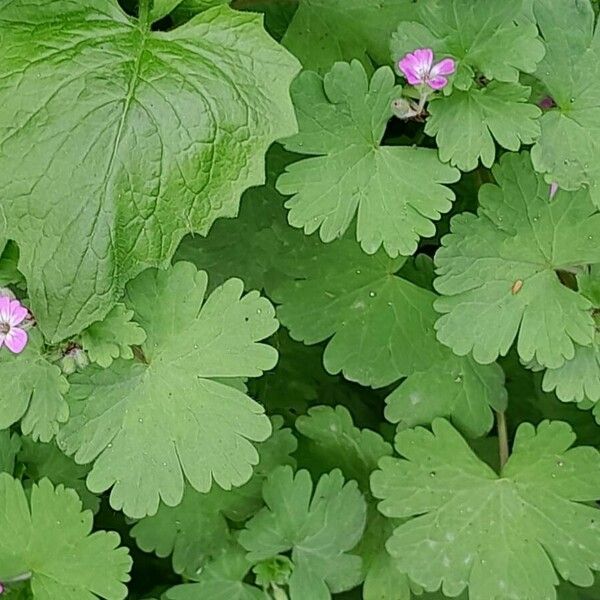 Geranium rotundifolium Habit