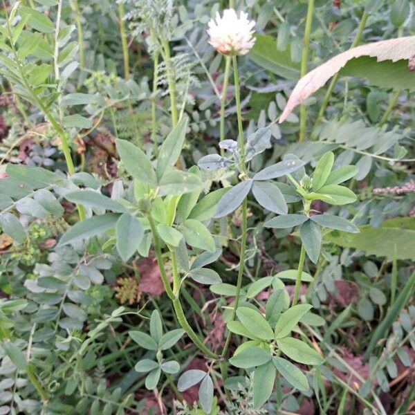 Trifolium alexandrinum 葉