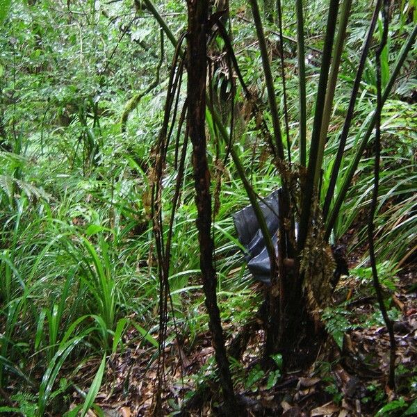 Cyathea glaziovii Habit