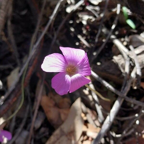 Oxalis violacea Virág