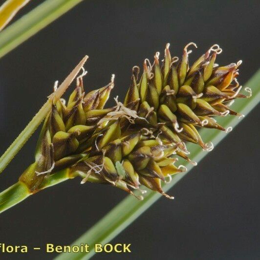 Carex lachenalii Fruct