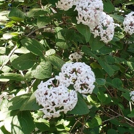 Viburnum carlesii Flower