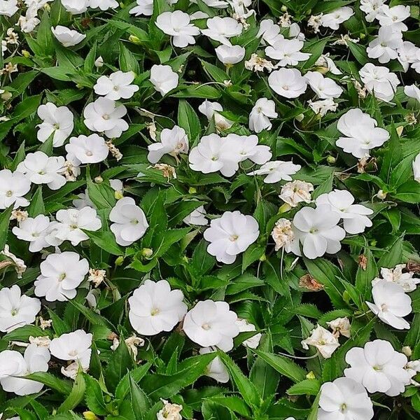 Impatiens walleriana Flower