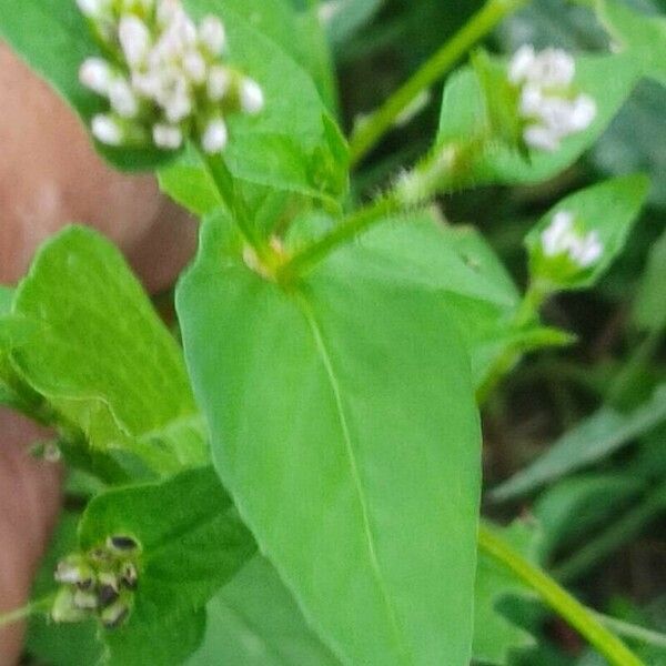 Persicaria nepalensis Leaf