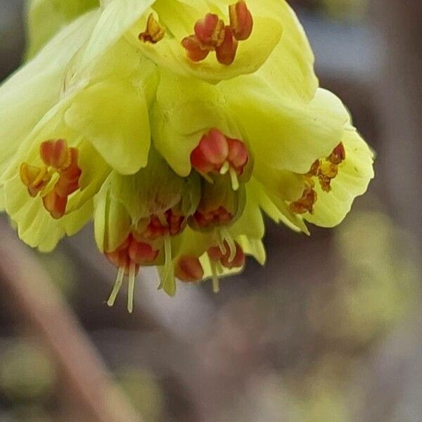 Corylopsis spicata പുഷ്പം