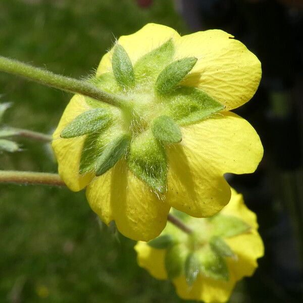 Potentilla crantzii Flor