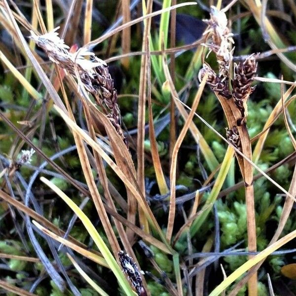 Carex lachenalii Habitat