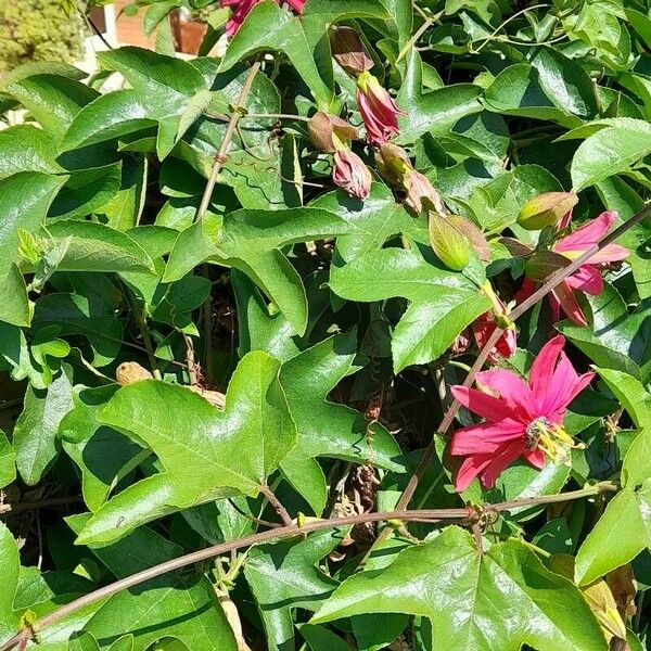 Passiflora manicata Flors