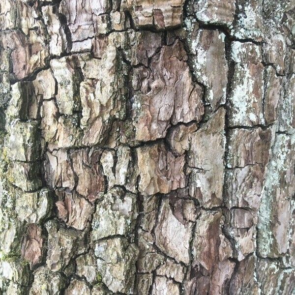 Pyrus salicifolia Bark