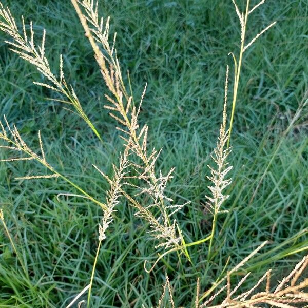 Sporobolus pyramidalis Flors