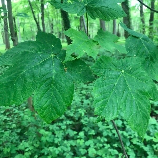 Acer pseudoplatanus Leaf