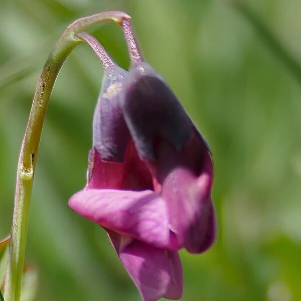 Lathyrus linifolius ᱵᱟᱦᱟ