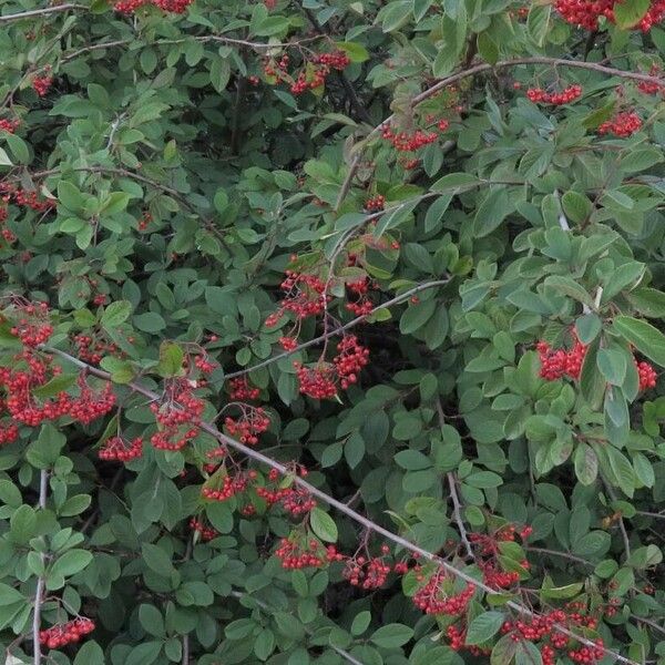 Cotoneaster coriaceus 叶