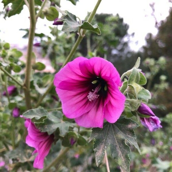 Malva arborea Cvet