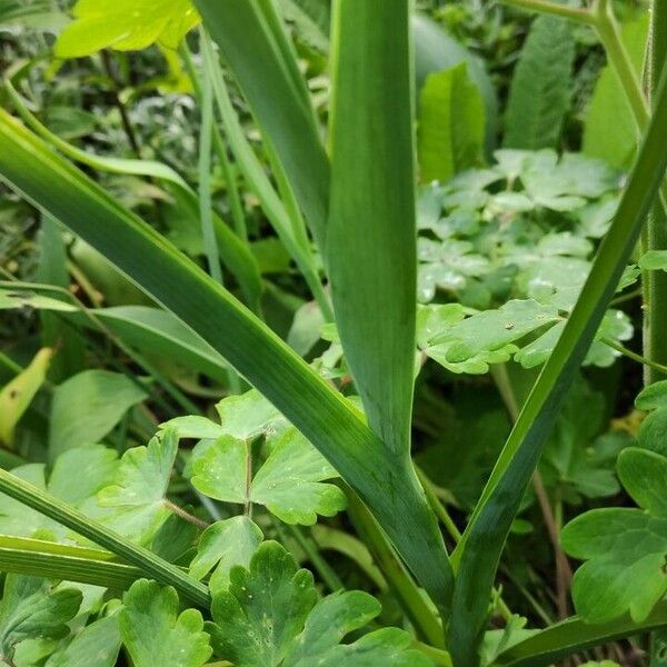 Iris orientalis Lapas