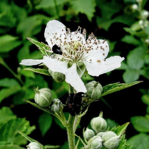 Rubus caesius Blodyn