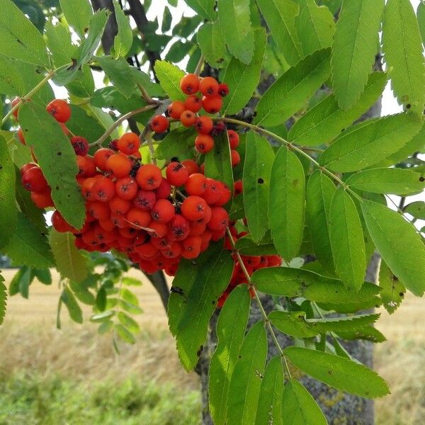 Sorbus aucuparia Frukt