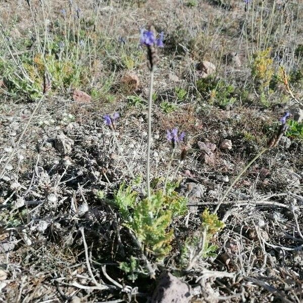 Lavandula multifida Kukka