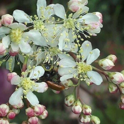 Filipendula vulgaris Flower