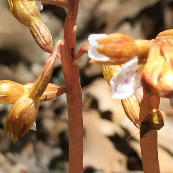 Corallorhiza wisteriana പുഷ്പം