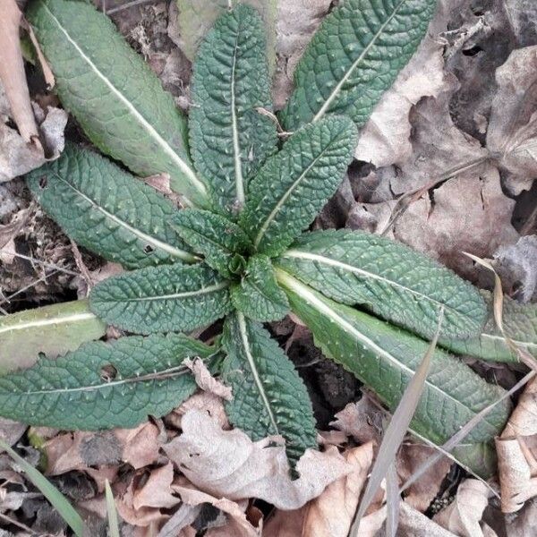 Dipsacus fullonum Levél