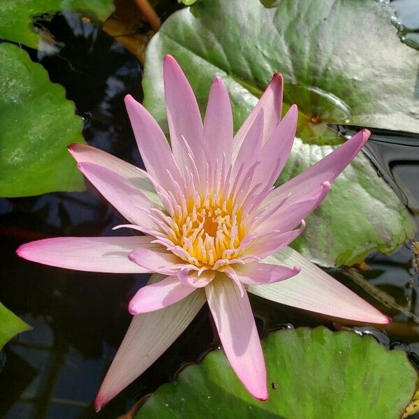 Nymphaea nouchali Flower