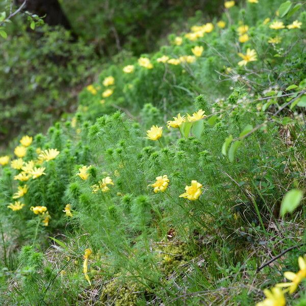 Adonis vernalis 形態