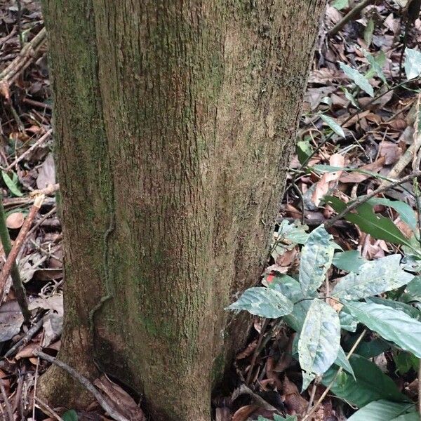 Shirakiopsis elliptica Bark