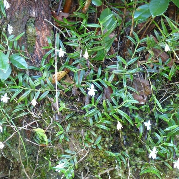 Angraecum ramosum Habit