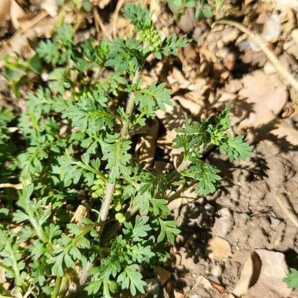 Lepidium didymum 葉