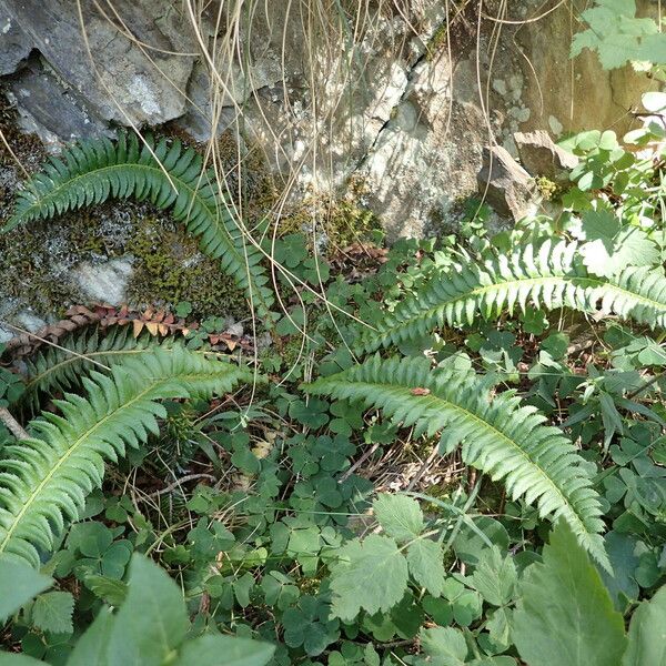 Polystichum lonchitis Habit