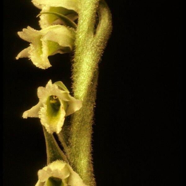 Spiranthes spiralis Цветок