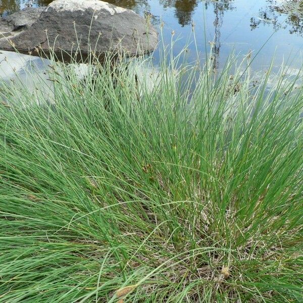 Carex cespitosa Habit