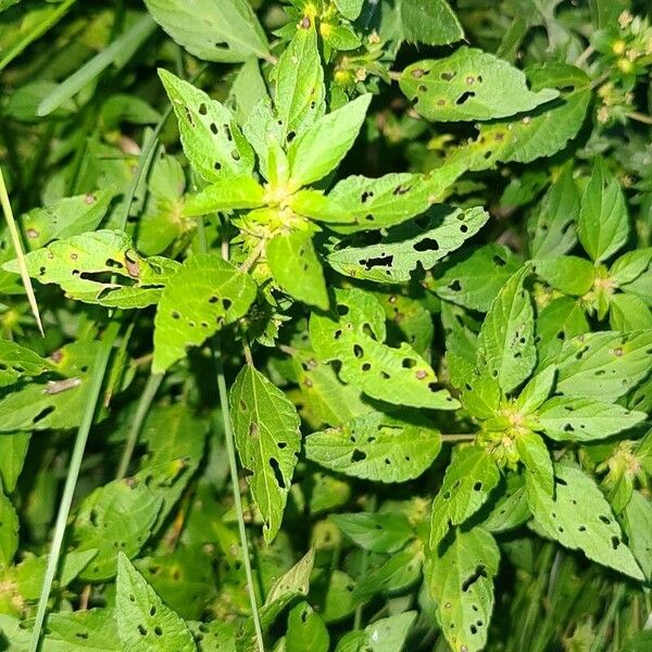 Acalypha rhomboidea Leaf