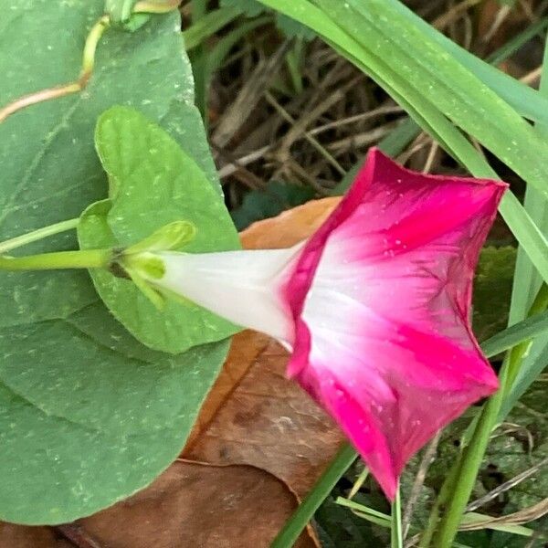 Ipomoea purpurea Flower