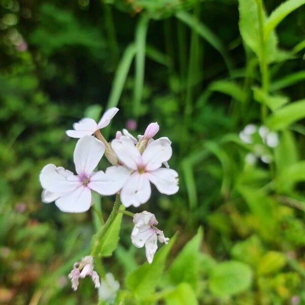 Hesperis matronalis Квітка