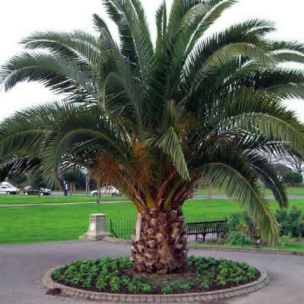 Phoenix canariensis 樹皮