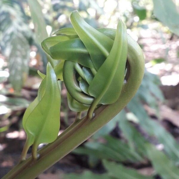 Acrostichum aureum Leaf