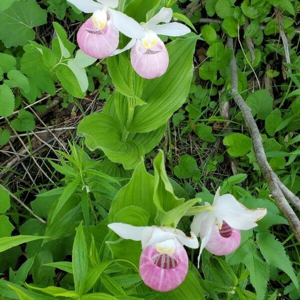 Cypripedium reginae Flower