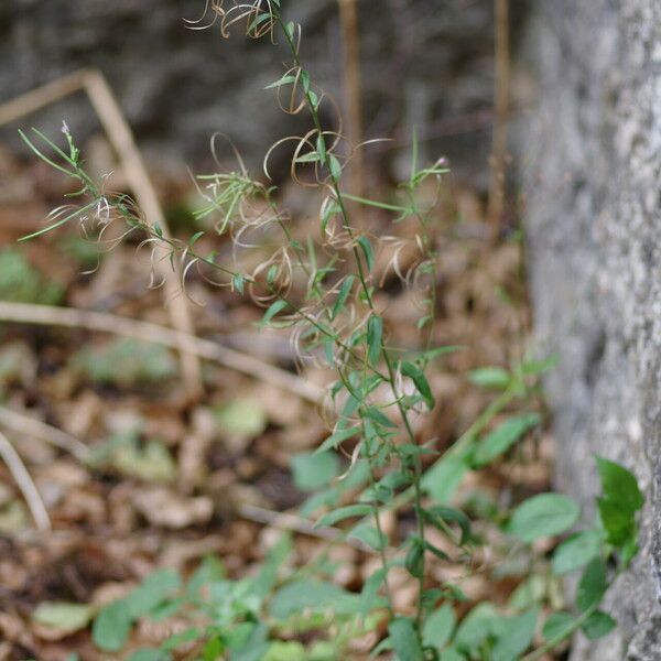 Epilobium parviflorum Natur