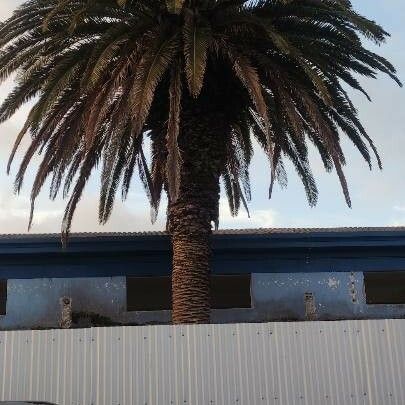 Phoenix canariensis Blatt